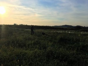 Pies Hardo w trakcie poszukiwań osoby zaginionej 