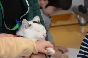 Kot „Kazik” w Strzeżonym Ośrodku dla cudzoziemców w Kętrzynie 