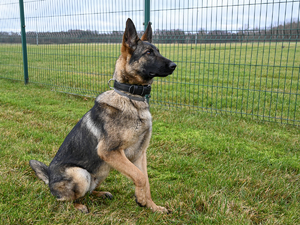 Pies służbowy Bax z Placówki Straży Granicznej w Grzechotkach Pies służbowy Bax z Placówki Straży Granicznej w Grzechotkach